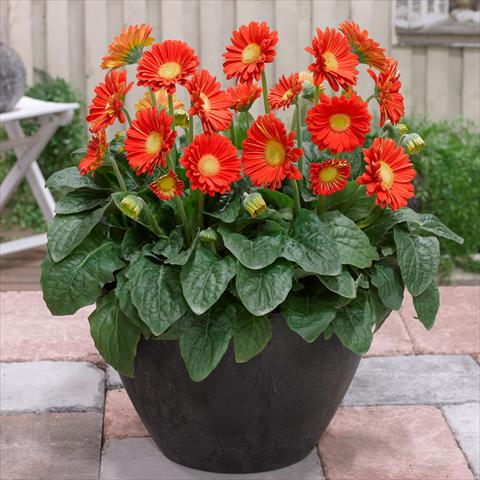 photo of flower to be used as: Pot and bedding Gerbera jamesonii Garvinea Sweet® Glow®