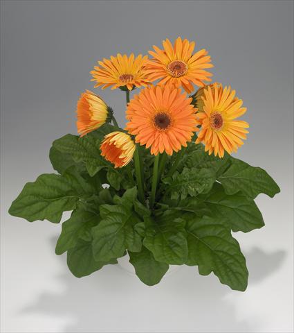 photo of flower to be used as: Basket / Pot Gerbera jamesonii Royal Apricot