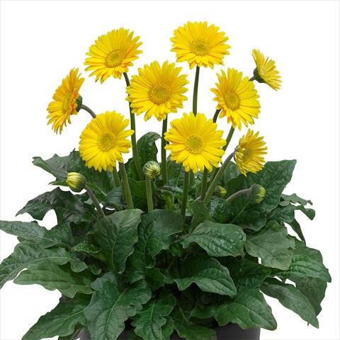 photo of flower to be used as: Pot and bedding Gerbera jamesonii Garvinea Sweet® Smile®