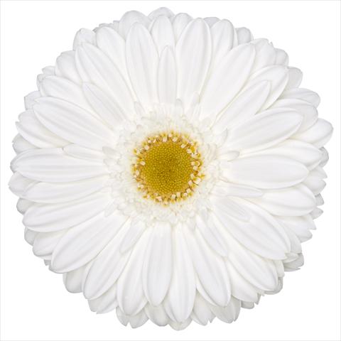 photo of flower to be used as: Pot Gerbera jamesonii Standard Beluga®