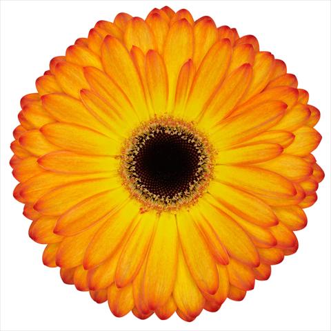 photo of flower to be used as: Pot Gerbera jamesonii Standard Catwalk®