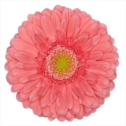 photo of flower to be used as: Pot Gerbera jamesonii Standard Cher®