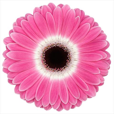 photo of flower to be used as: Pot Gerbera jamesonii Standard Cubanita®