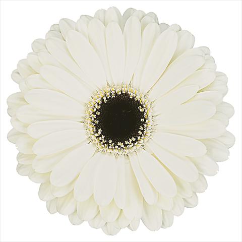 photo of flower to be used as: Pot Gerbera jamesonii Standard Dice®