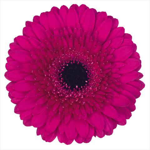 photo of flower to be used as: Pot Gerbera jamesonii Standard Farao®