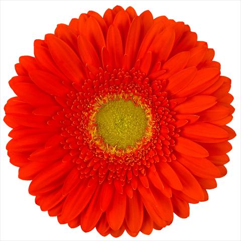 photo of flower to be used as: Pot Gerbera jamesonii Standard Kingsley®