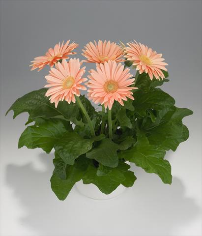 photo of flower to be used as: Basket / Pot Gerbera jamesonii Royal Champagne