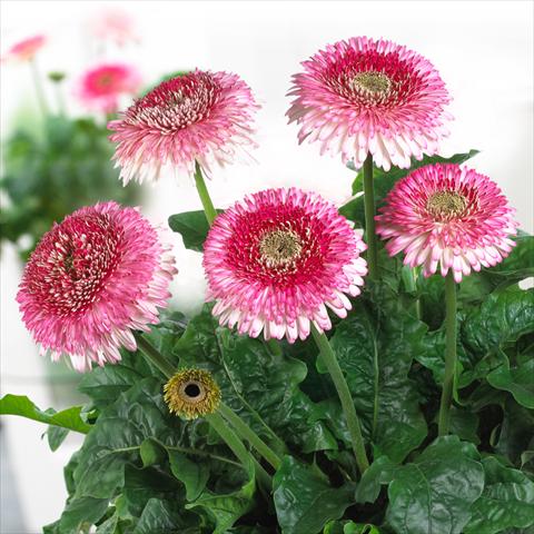 photo of flower to be used as: Pot Gerbera jamesonii Patio Grand Canyon®