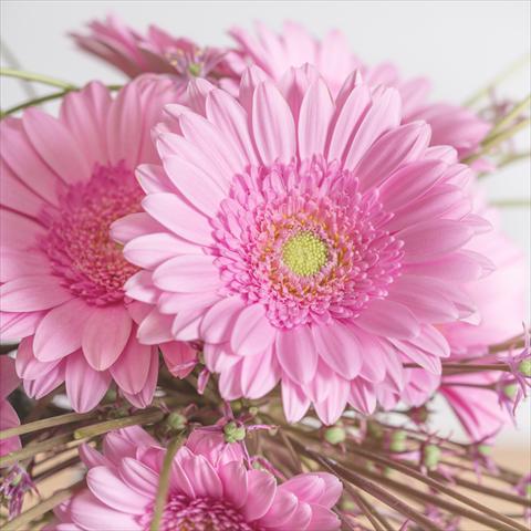 photo of flower to be used as: Pot Gerbera jamesonii Mini Gerbera Ballerina®