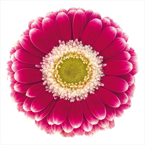 photo of flower to be used as: Pot Gerbera jamesonii Mini Gerbera Cassis®