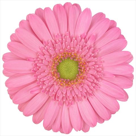 photo of flower to be used as: Pot Gerbera jamesonii Mini Gerbera Kitty®