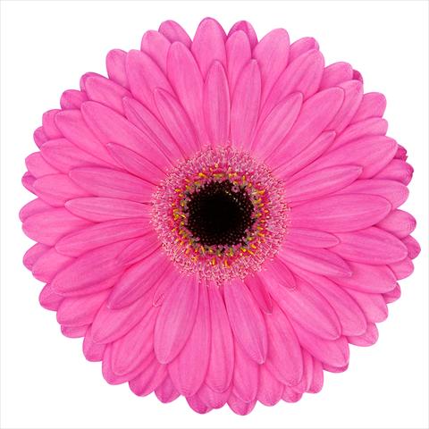 photo of flower to be used as: Pot Gerbera jamesonii Mini Gerbera Magic®