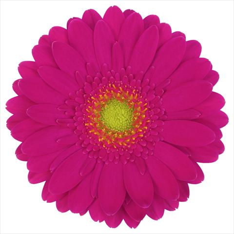 photo of flower to be used as: Pot Gerbera jamesonii Mini Gerbera Vegas®
