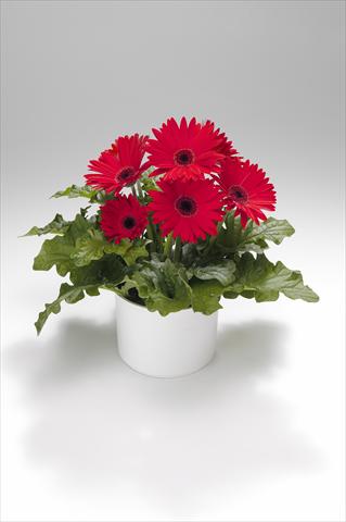 photo of flower to be used as: Basket / Pot Gerbera jamesonii Royal Deep Coral