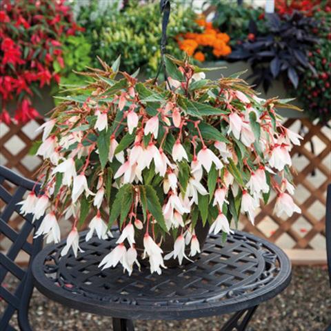 photo of flower to be used as: Basket / Pot Begonia boliviensis Bossa Nova Pure White
