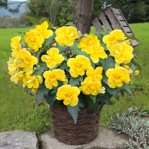 photo of flower to be used as: Pot Begonia tuberhybrida Joy Yellow