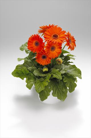 photo of flower to be used as: Basket / Pot Gerbera jamesonii Royal Deep Orange