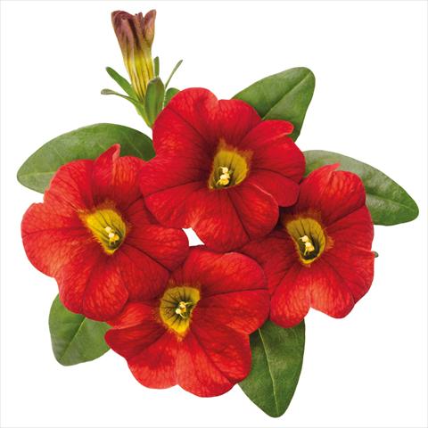 photo of flower to be used as: Pot Calibrachoa hybrida Jambo Fire