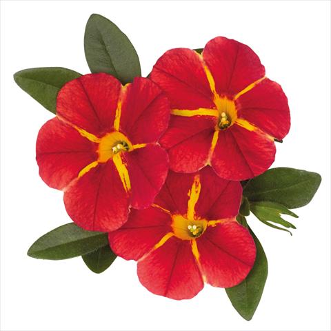 photo of flower to be used as: Basket / Pot Calibrachoa hybrida Jambo Red Cartwheel