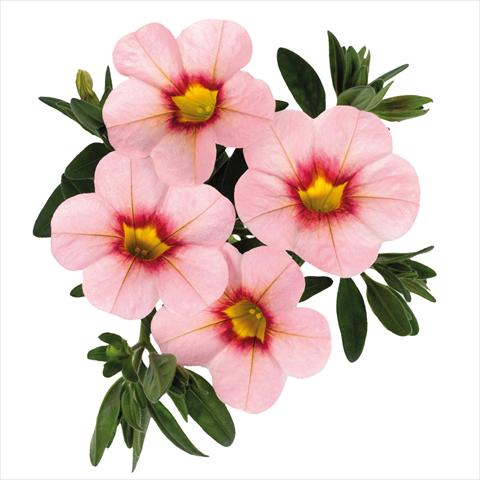 photo of flower to be used as: Basket / Pot Calibrachoa hybrida Jambo Soft Pink