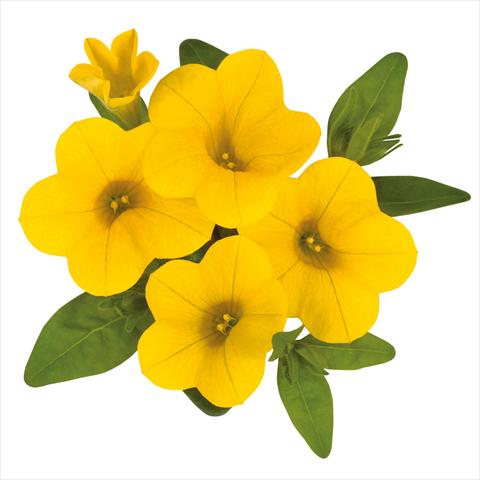 photo of flower to be used as: Basket / Pot Calibrachoa hybrida Calibrachoa Jambo Yellow
