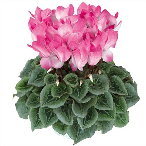 photo of flower to be used as: Pot Cyclamen persicum Halios Blush Intense