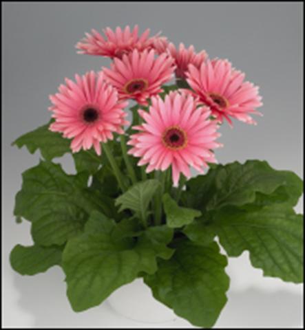 photo of flower to be used as: Basket / Pot Gerbera jamesonii Royal Deep Pink