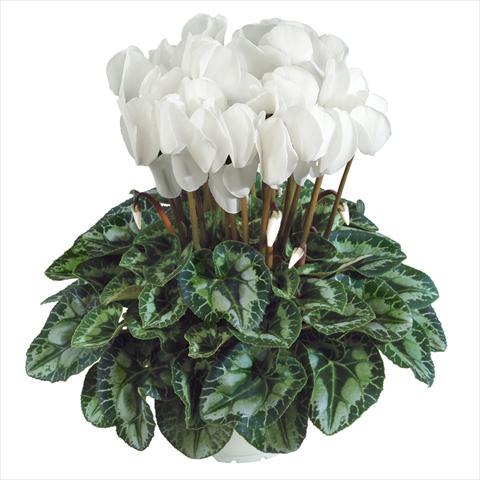 photo of flower to be used as: Pot Cyclamen persicum Halios HD Blanc