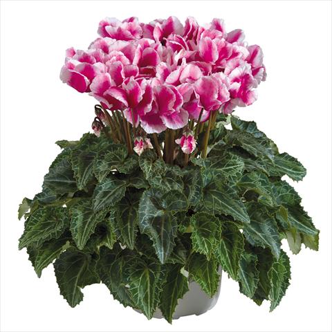 photo of flower to be used as: Pot Cyclamen persicum midi Abanico Magenta