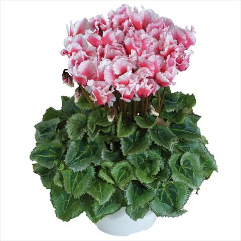 photo of flower to be used as: Pot Cyclamen persicum midi Abanico Saumon