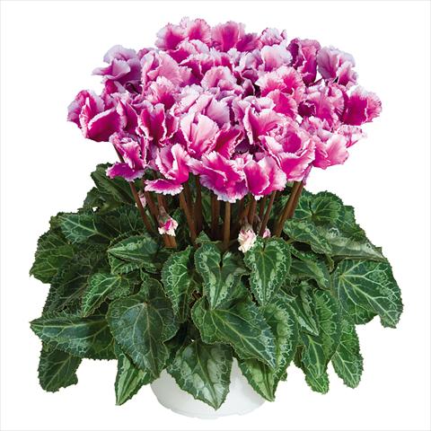 photo of flower to be used as: Pot Cyclamen persicum midi Abanico Violet