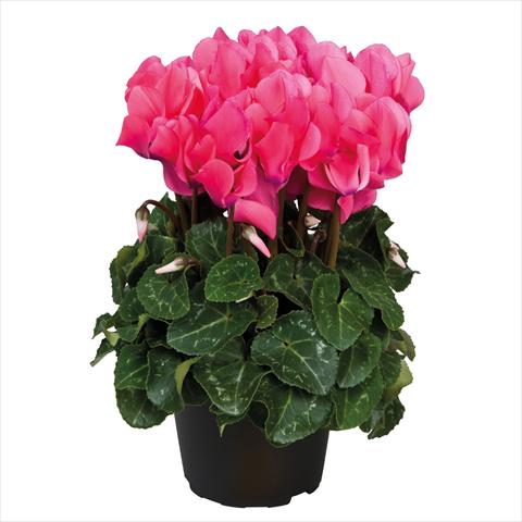 photo of flower to be used as: Pot Cyclamen persicum midi Ciclamini Midi Neon Pink