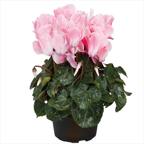 photo of flower to be used as: Pot Cyclamen persicum midi Salmon Flamed