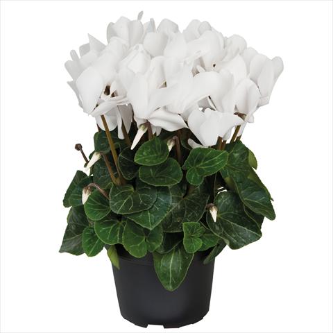 photo of flower to be used as: Pot Cyclamen persicum midi SS Allure F1 Pure White