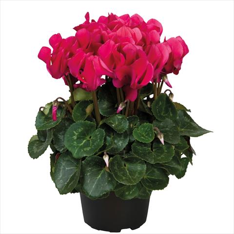 photo of flower to be used as: Pot Cyclamen persicum midi Wine Red