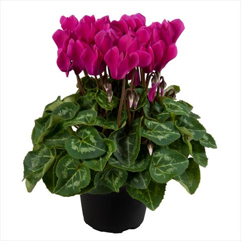 photo of flower to be used as: Pot Cyclamen persicum mini SS Carino F1 Dark violet