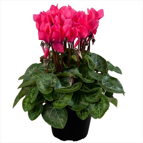 photo of flower to be used as: Pot Cyclamen persicum mini SS Carino F1 Deep Neon flamed