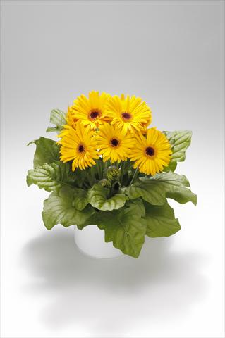 photo of flower to be used as: Basket / Pot Gerbera jamesonii Royal Golden Yellow