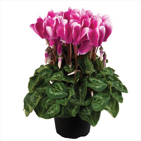 photo of flower to be used as: Pot Cyclamen persicum mini SS Carino F1 Fuji Dark Violet