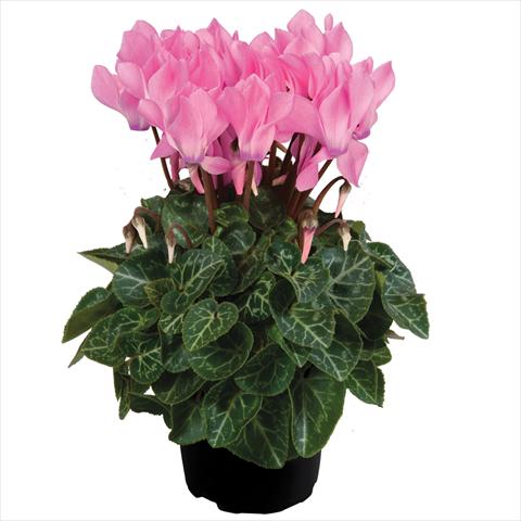 photo of flower to be used as: Pot Cyclamen persicum mini SS Carino F1 Neon Pink