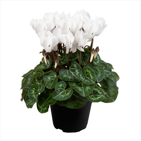 photo of flower to be used as: Pot Cyclamen persicum mini SS Carino F1 Pure white