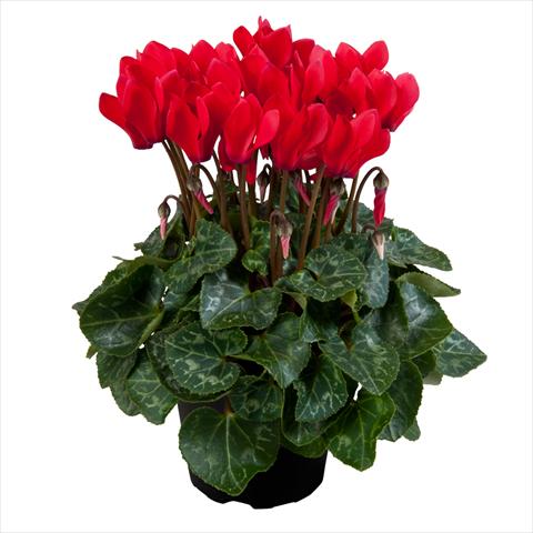 photo of flower to be used as: Pot Cyclamen persicum mini SS Carino F1 Red