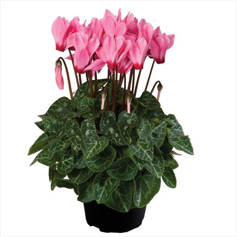 photo of flower to be used as: Pot Cyclamen persicum mini SS Carino F1 Salmon with Eye