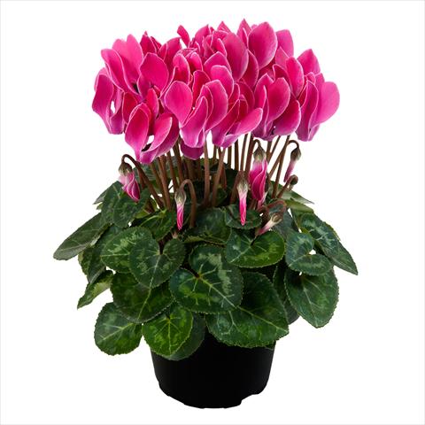 photo of flower to be used as: Pot Cyclamen persicum mini SS Carino F1 Wine Red Flamed