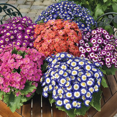 photo of flower to be used as: Pot Cineraria Serenissima