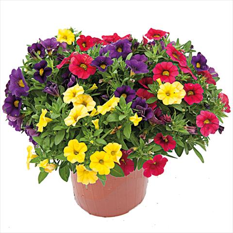 photo of flower to be used as: Basket / Pot 3 Combo ColourGames Calipetite Mix