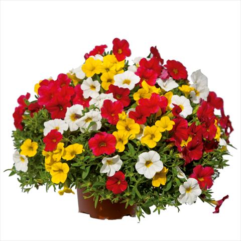 photo of flower to be used as: Basket / Pot 3 Combo ColourGames Caprimix