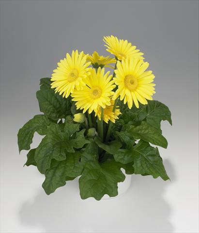 photo of flower to be used as: Basket / Pot Gerbera jamesonii Royal Lemon