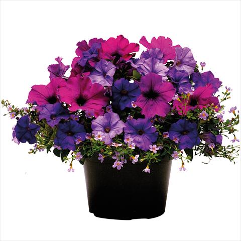 photo of flower to be used as: Basket / Pot 2 Combo ColourGames Tray 50 Shades