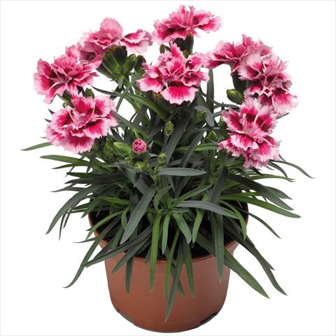 photo of flower to be used as: Pot Dianthus Sublime Rose Picotee